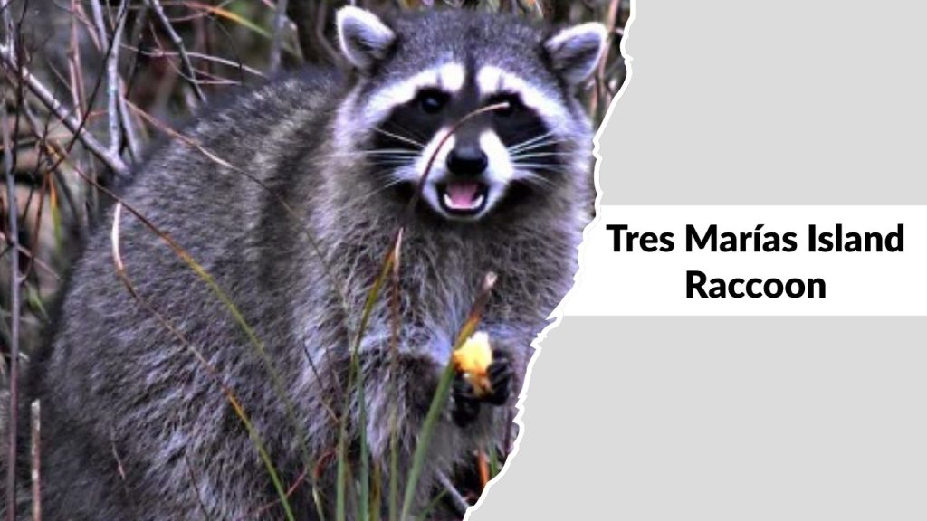 Tres Marías Island Raccoon (Procyon insularis)