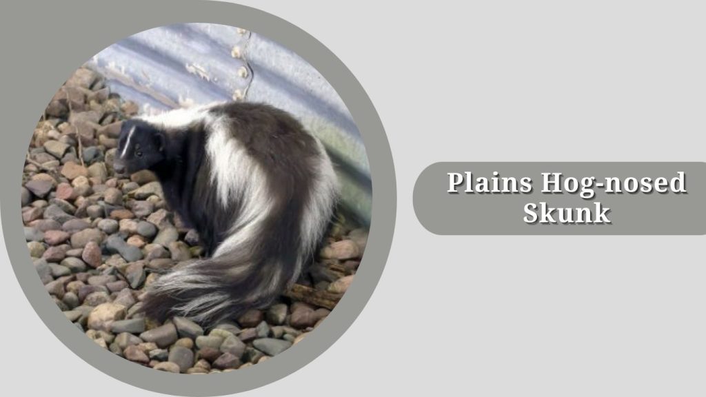 Plains Hog-nosed Skunk