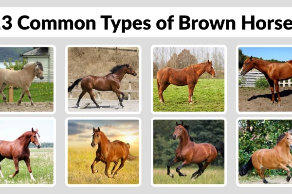 13 Common Types of Brown Horses Identification with Pictures