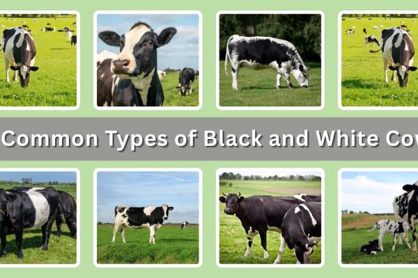 13 Common Types of Black and White Cows : Identification with Pictures