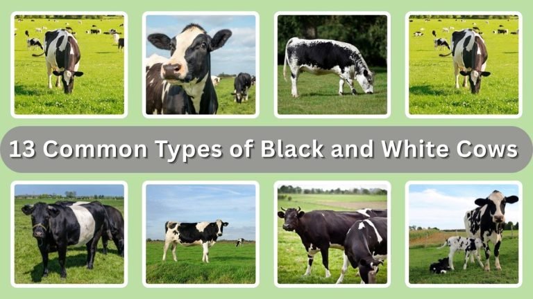 13 Common Types of Black and White Cows : Identification with Pictures