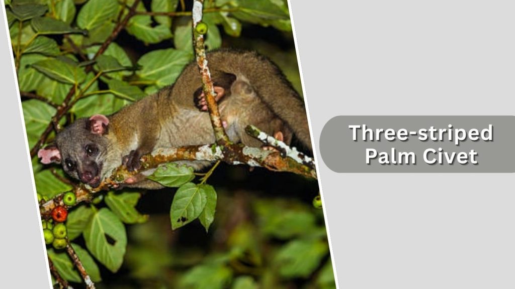 Three-striped Palm Civet