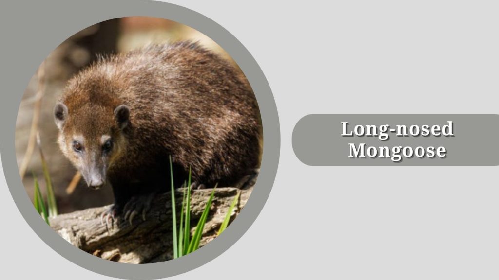 Long-nosed Mongoose