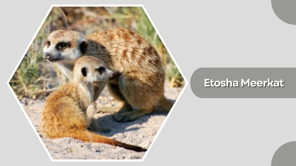Etosha Meerkat