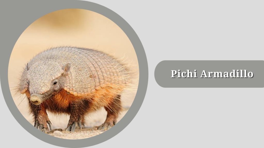 Pichi Armadillo
