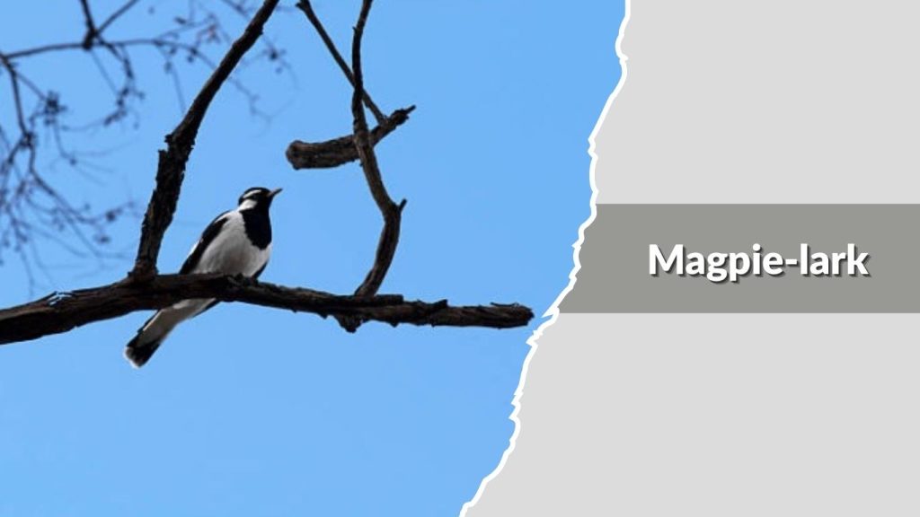 Magpie-lark