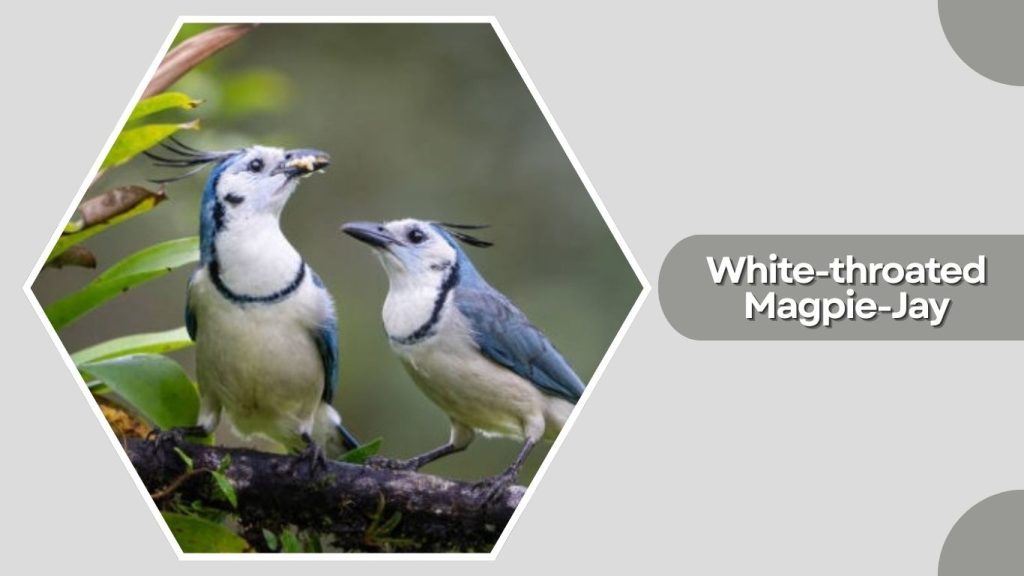 White-throated Magpie-Jay