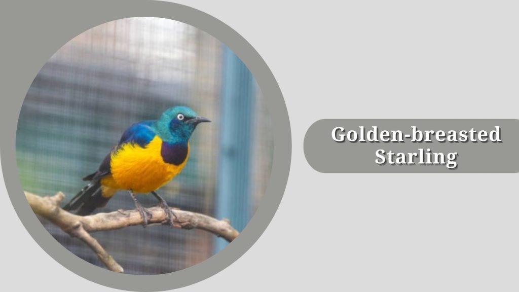 Golden-breasted Starling