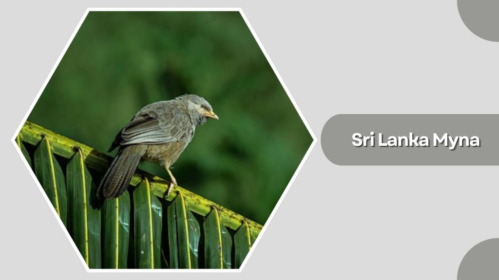 Sri Lanka Myna