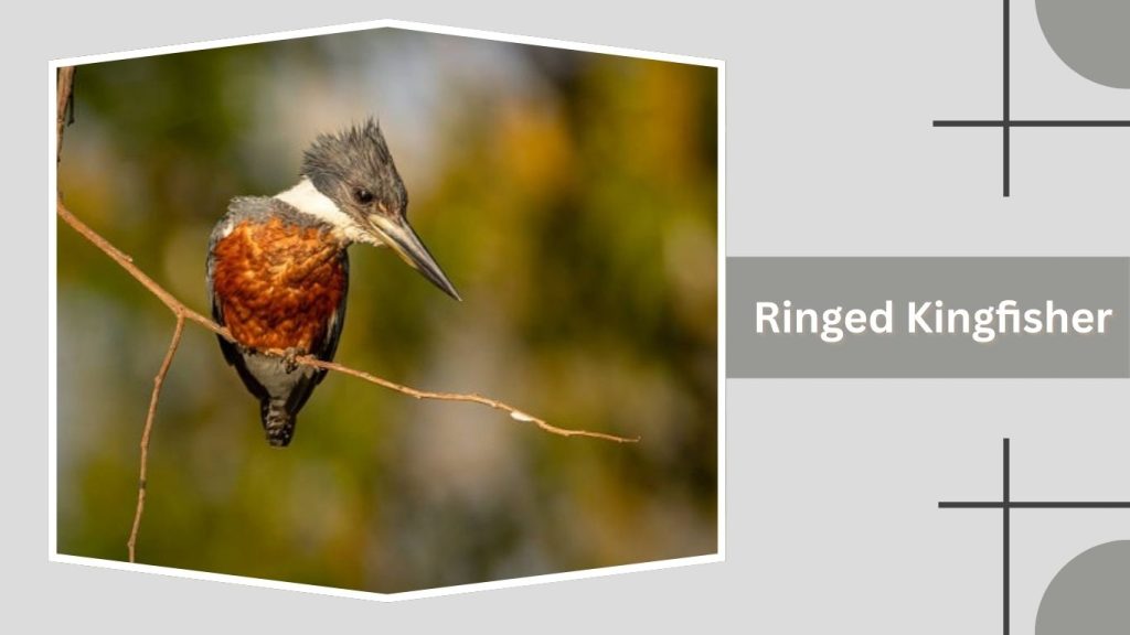 Ringed Kingfisher