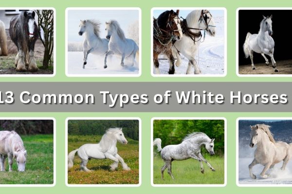 13 Common Types of White Horses: Identification with Pictures 