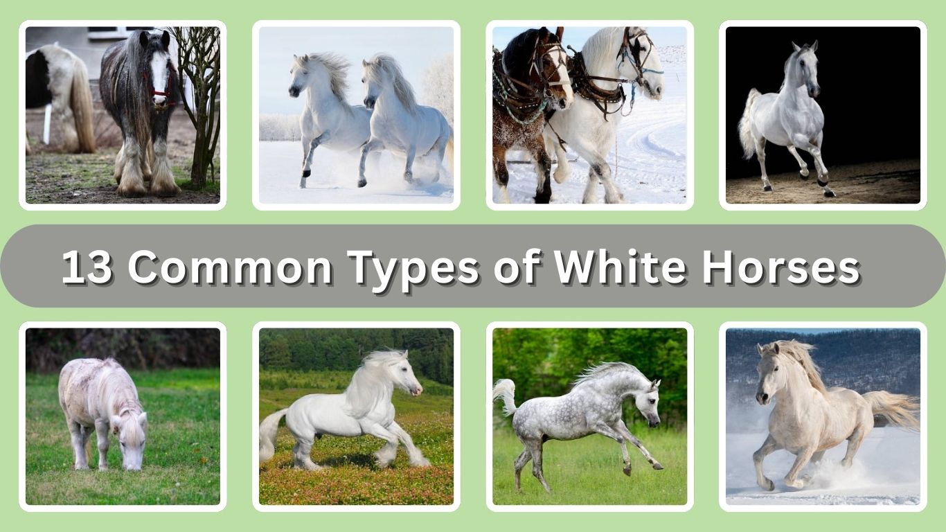 13 Common Types of White Horses: Identification with Pictures 