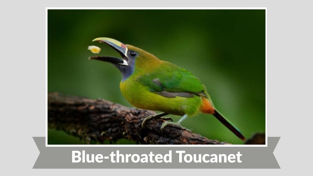 Blue-throated Toucanet