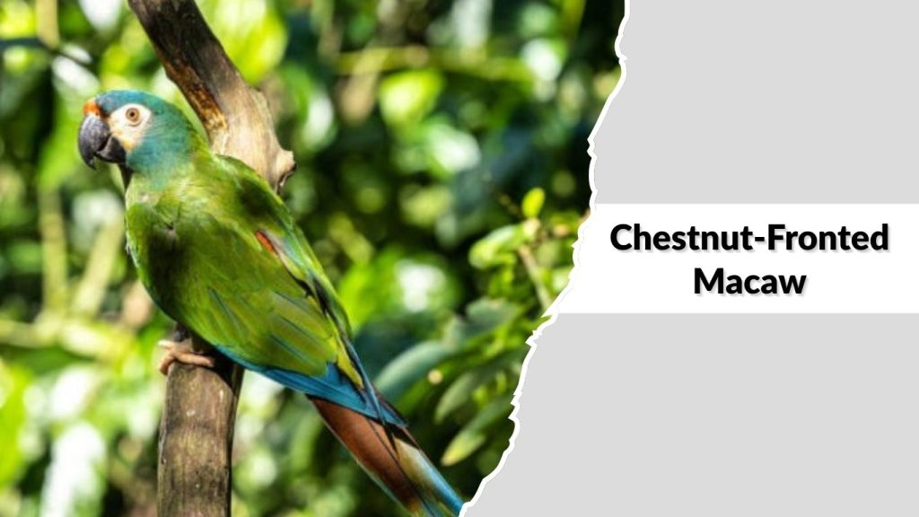 Chestnut-Fronted Macaw