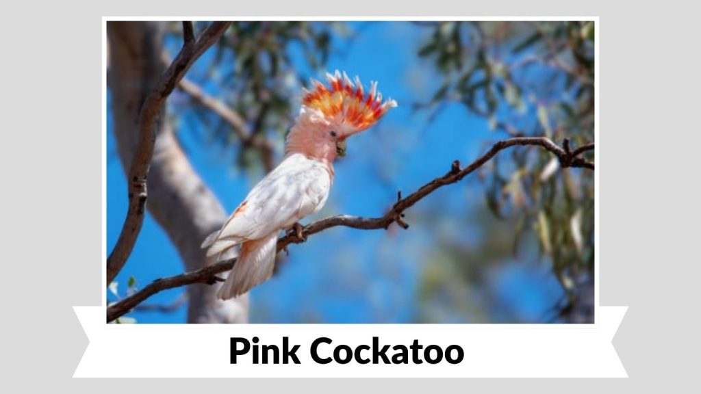 Pink Cockatoo