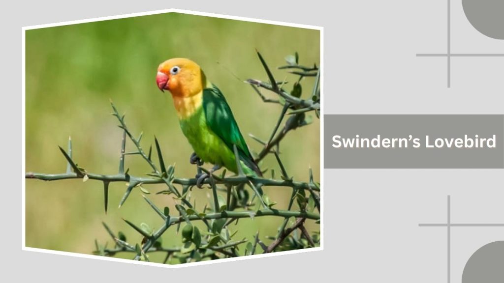 Swindern’s Lovebird