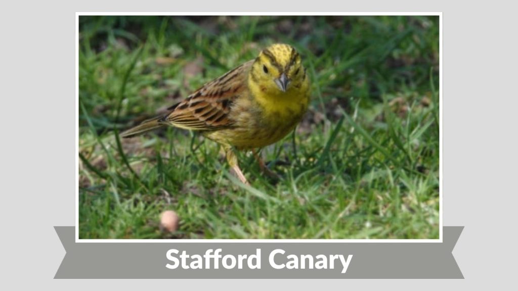 Stafford Canary