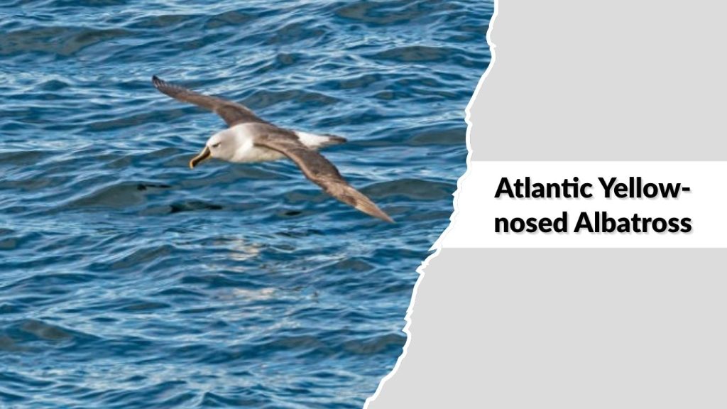 Atlantic Yellow-nosed Albatross