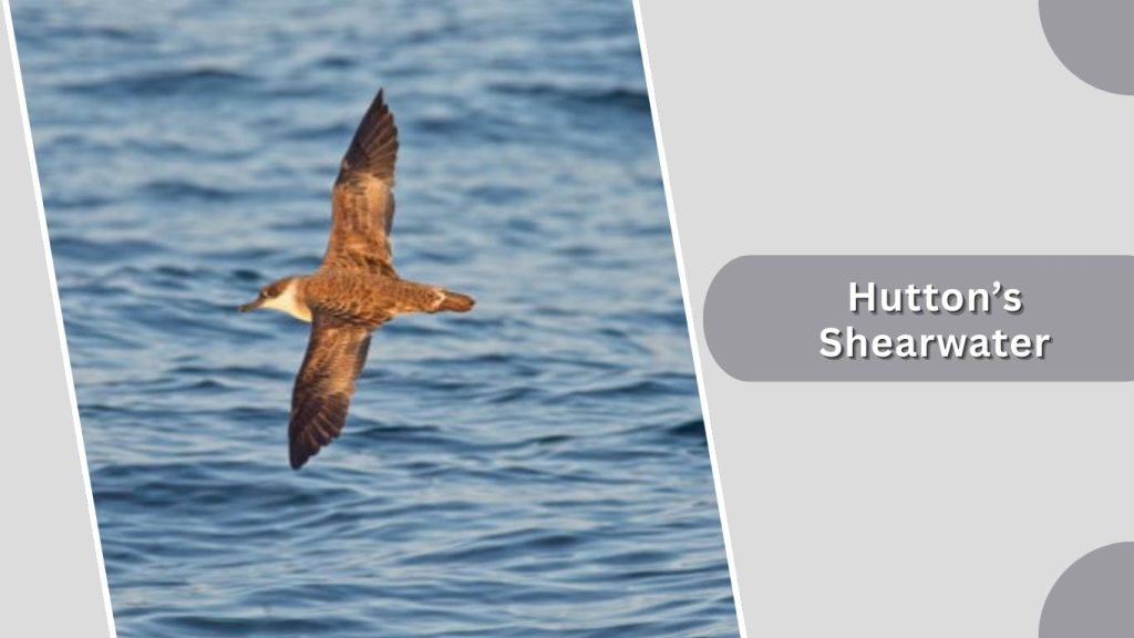 Hutton’s Shearwater 