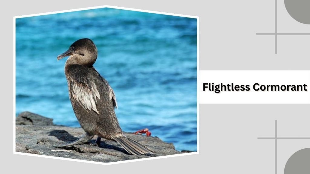 Flightless Cormorant