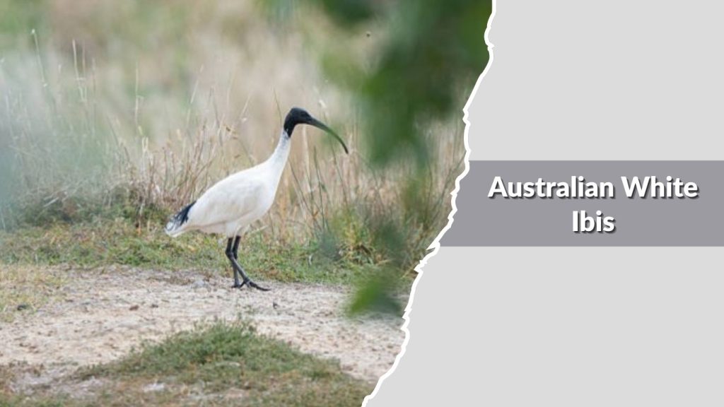 Australian White Ibis