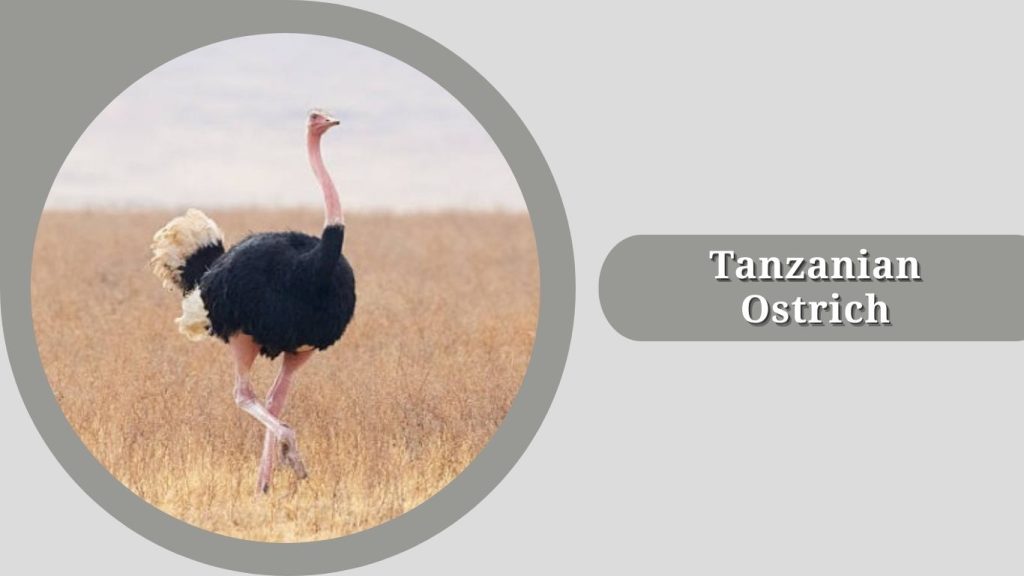 Tanzanian Ostrich