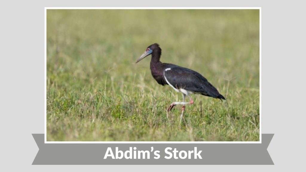 Abdim’s Stork