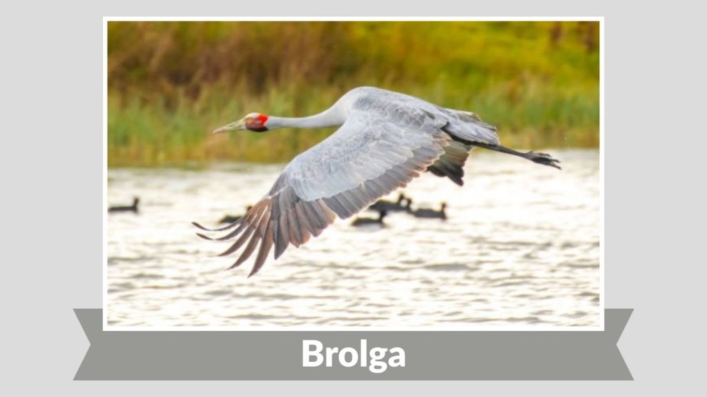 Brolga