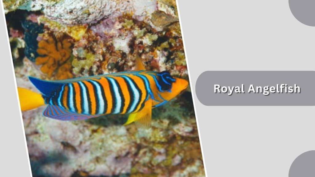 Royal Angelfish