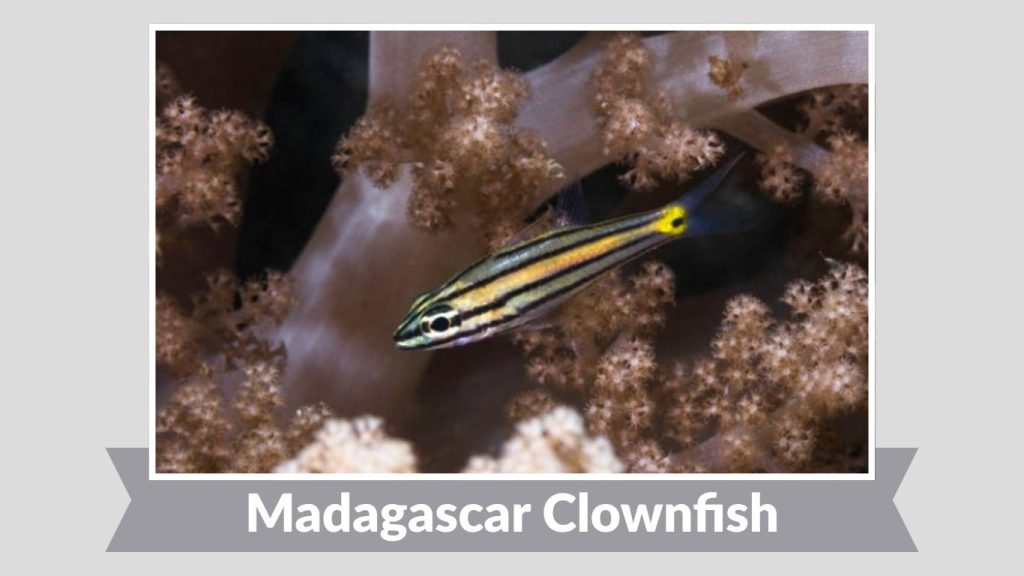 Madagascar Clownfish