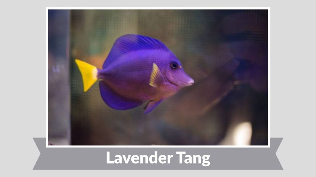 Lavender Tang