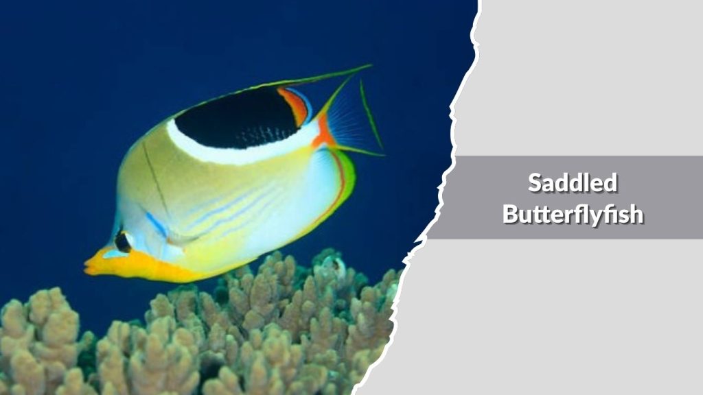 Saddled Butterflyfish