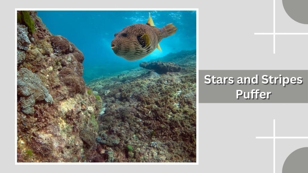 Stars and Stripes Puffer