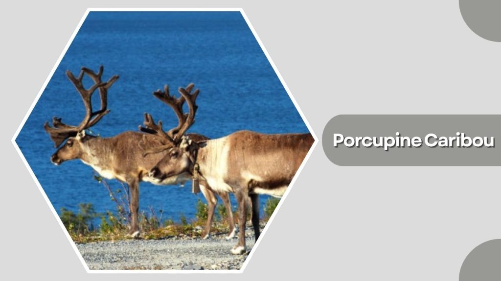 Porcupine Caribou