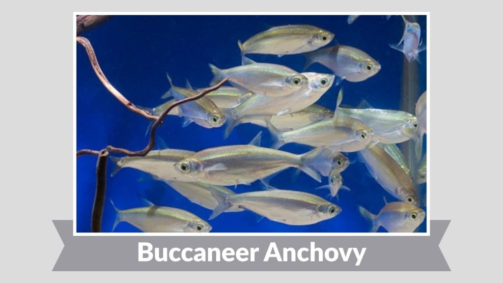 Buccaneer Anchovy