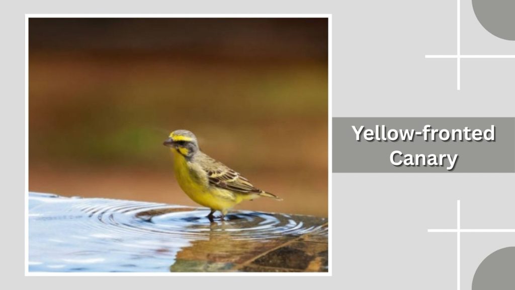  Yellow-fronted Canary