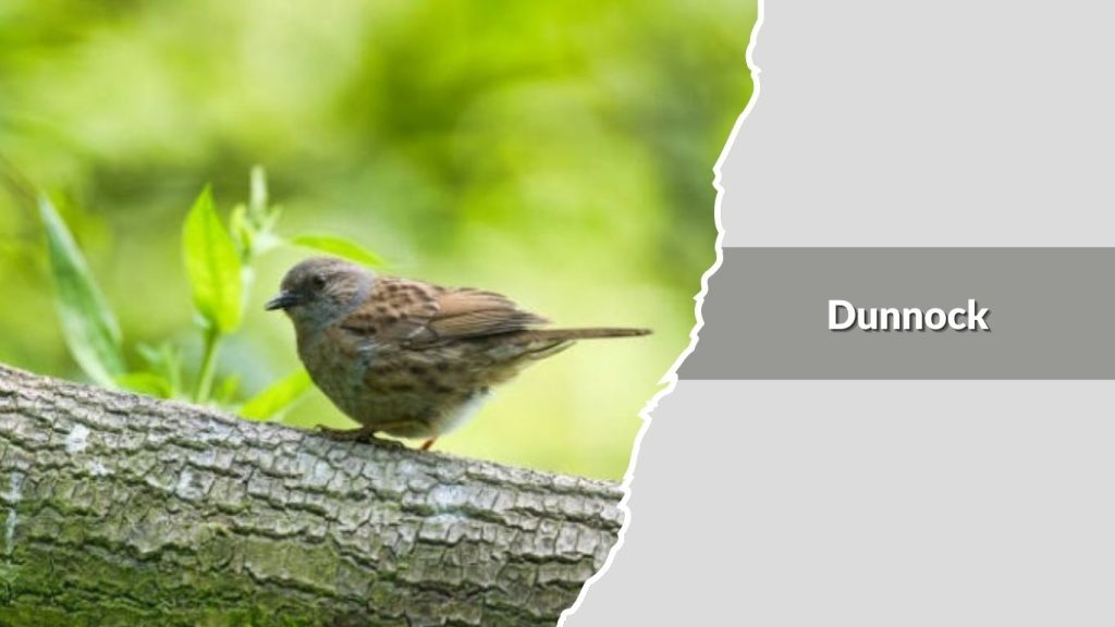 Dunnock