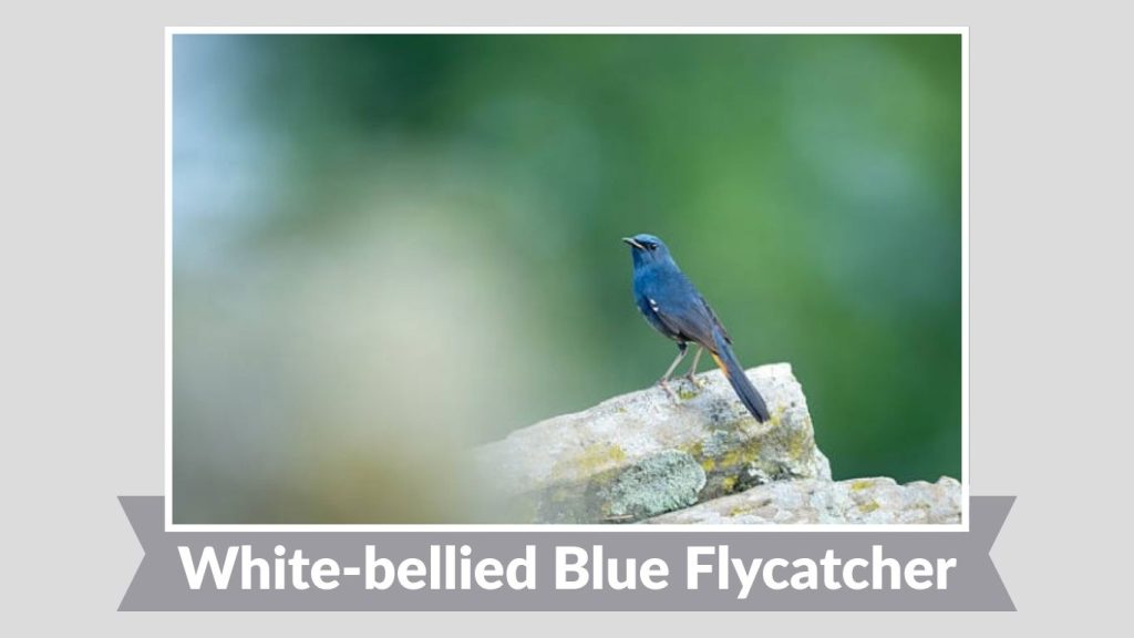 White-bellied Blue Flycatcher