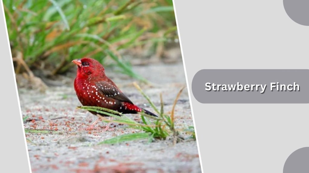 Strawberry Finch