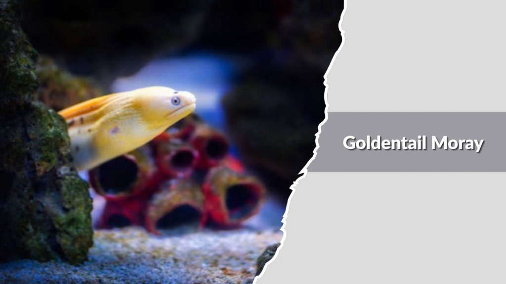 Goldentail Moray