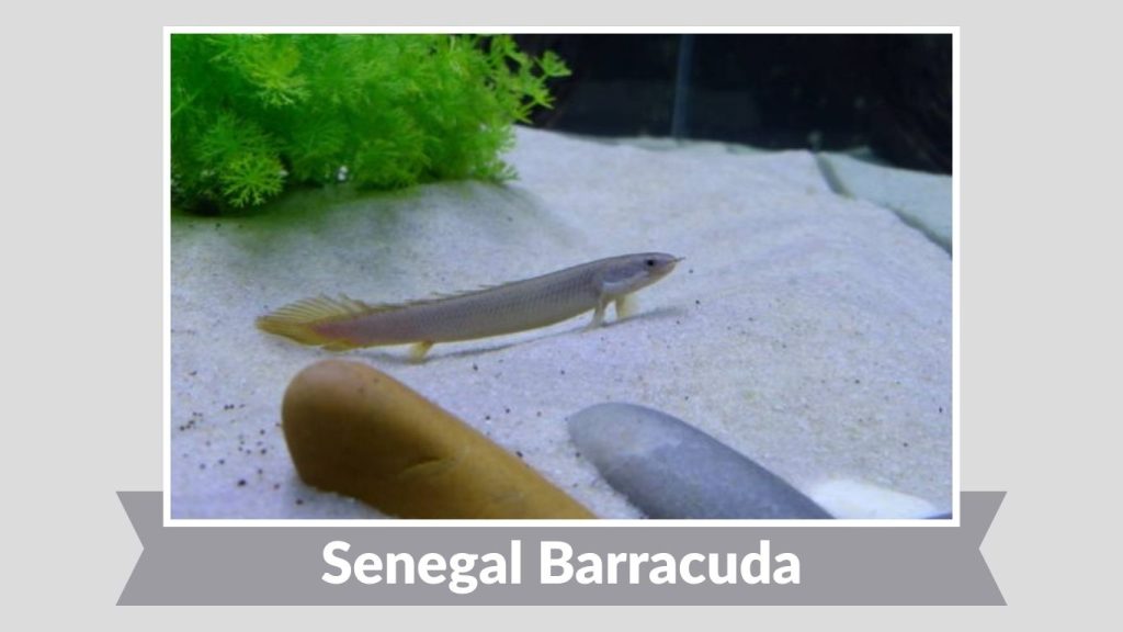 Senegal Barracuda