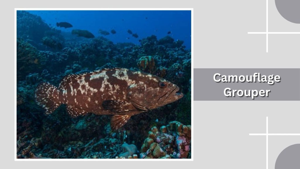 Camouflage Grouper 