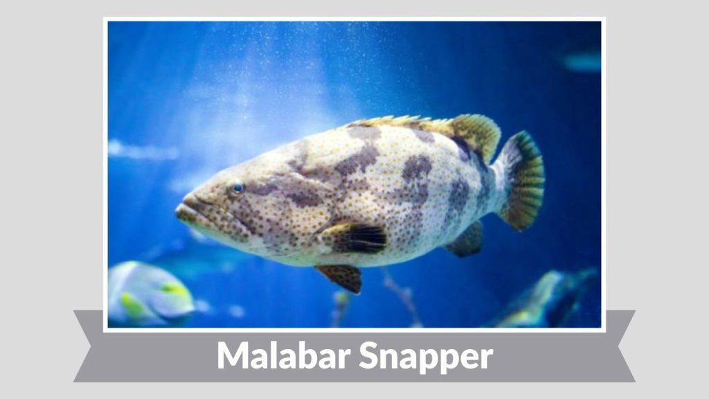 Malabar Snapper