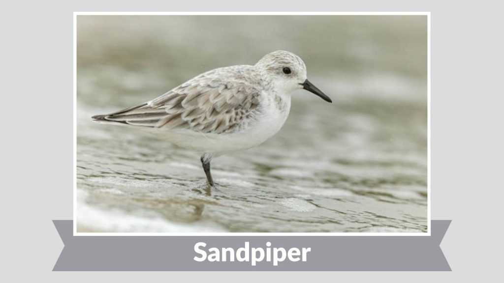 Sandpiper