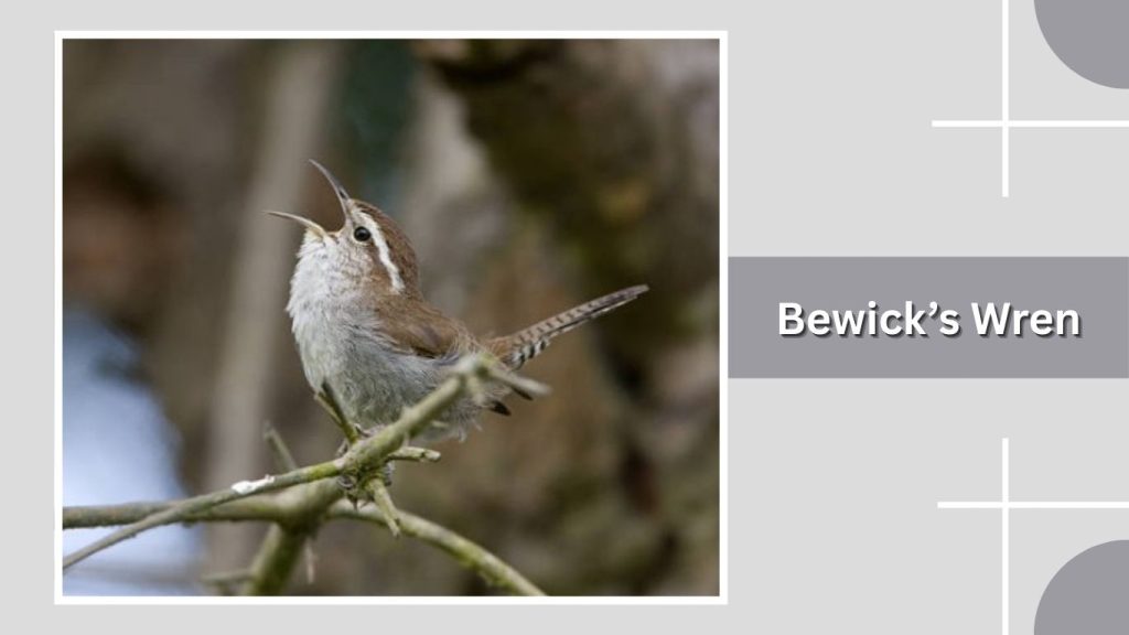 Bewick’s Wren 