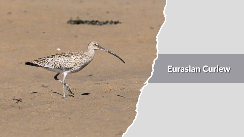 Eurasian Curlew