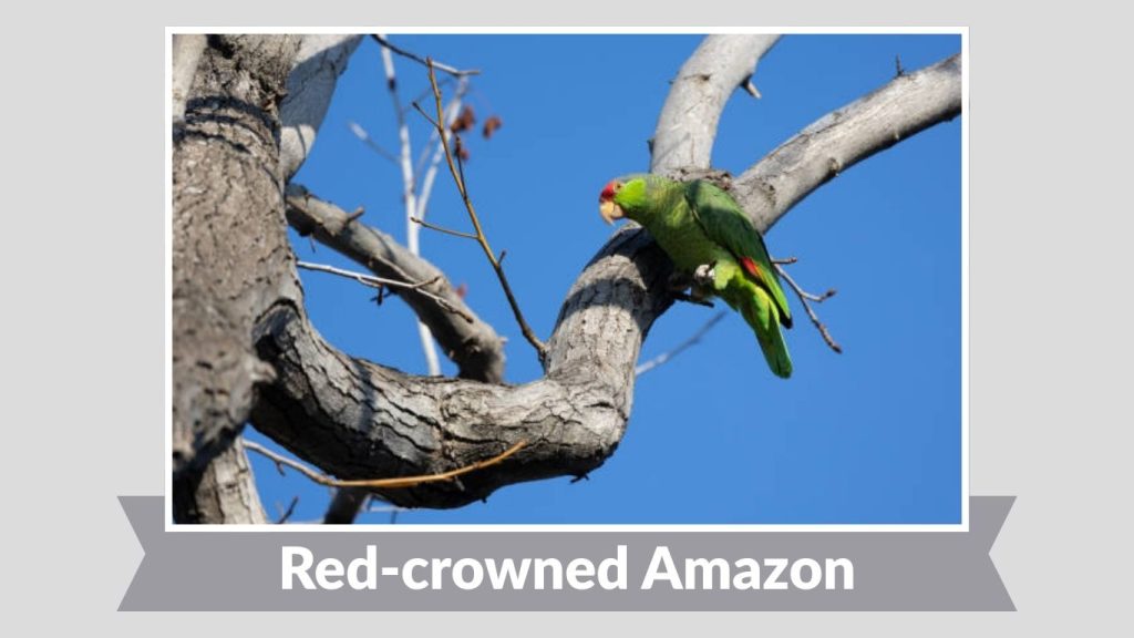 Red-crowned Amazon
