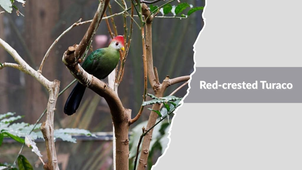 Red-crested Turaco