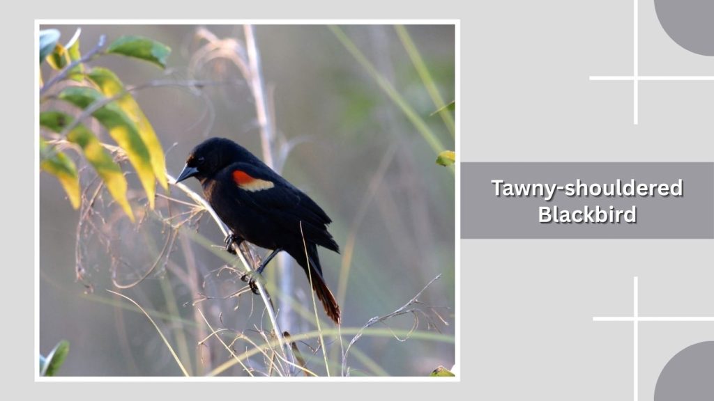 Tawny-shouldered Blackbird