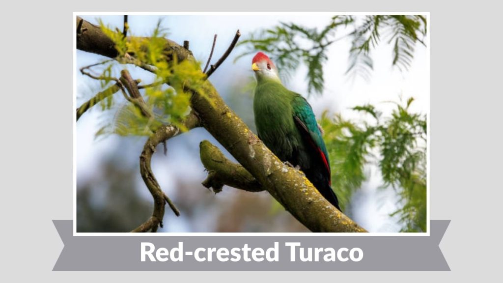 Red-crested Turaco